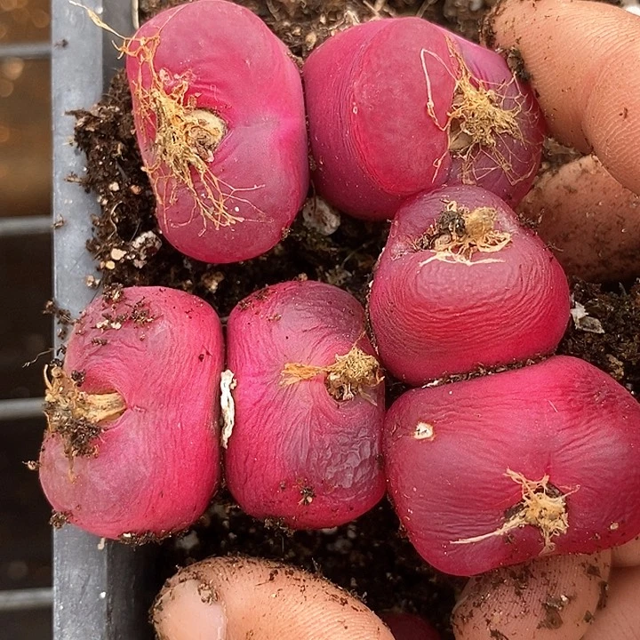 16566一组巨大有伤