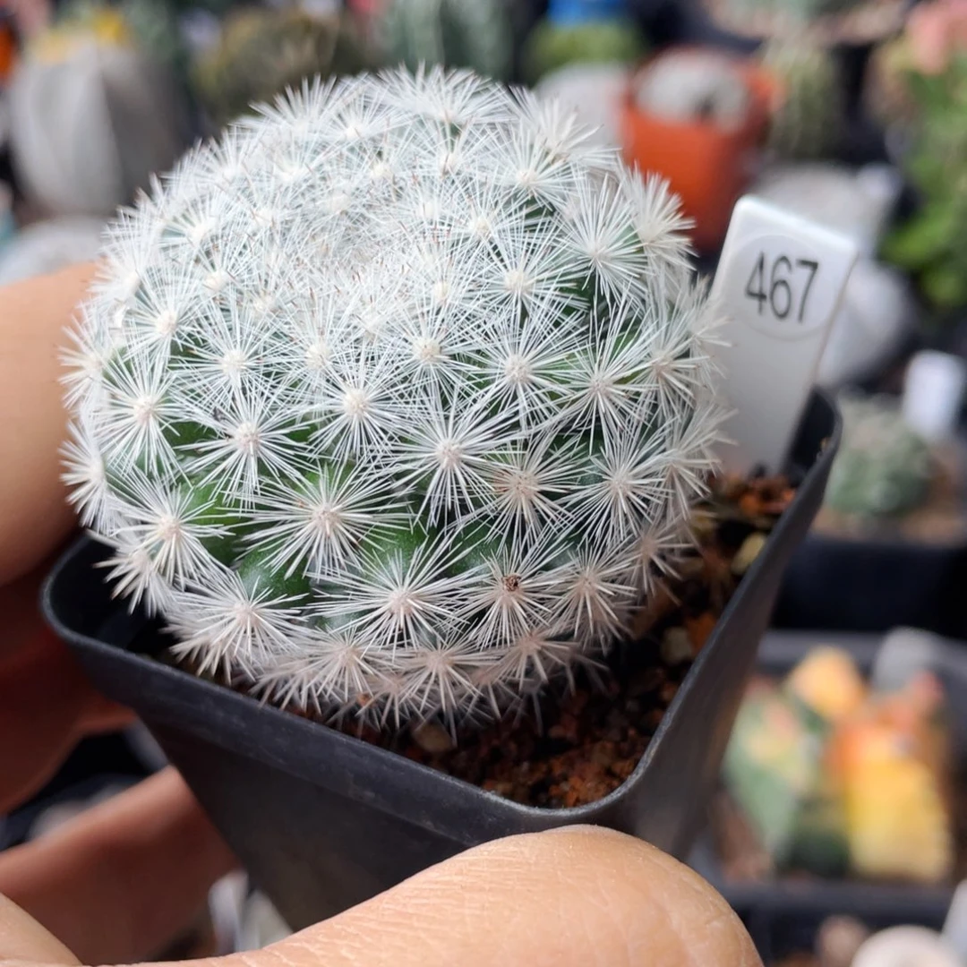 仙人球满28包邮盆口径5公分满月