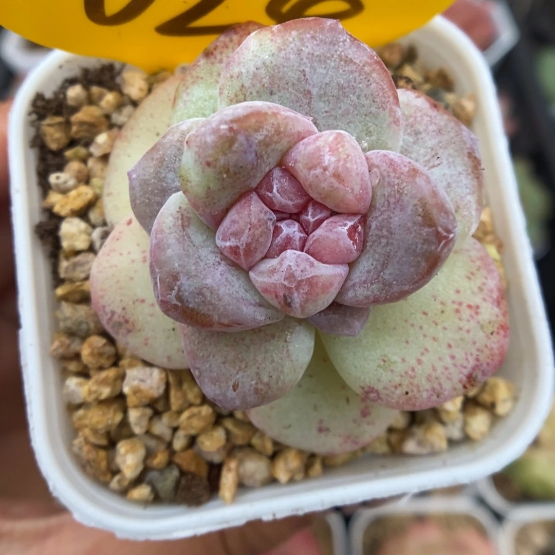 冰玉石化锦524号。