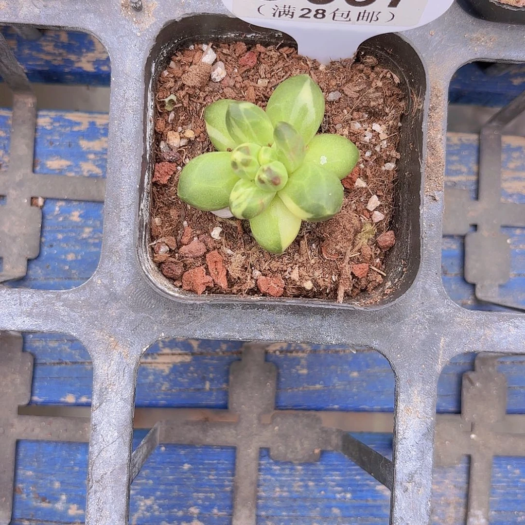 C357千代田锦一物一拍