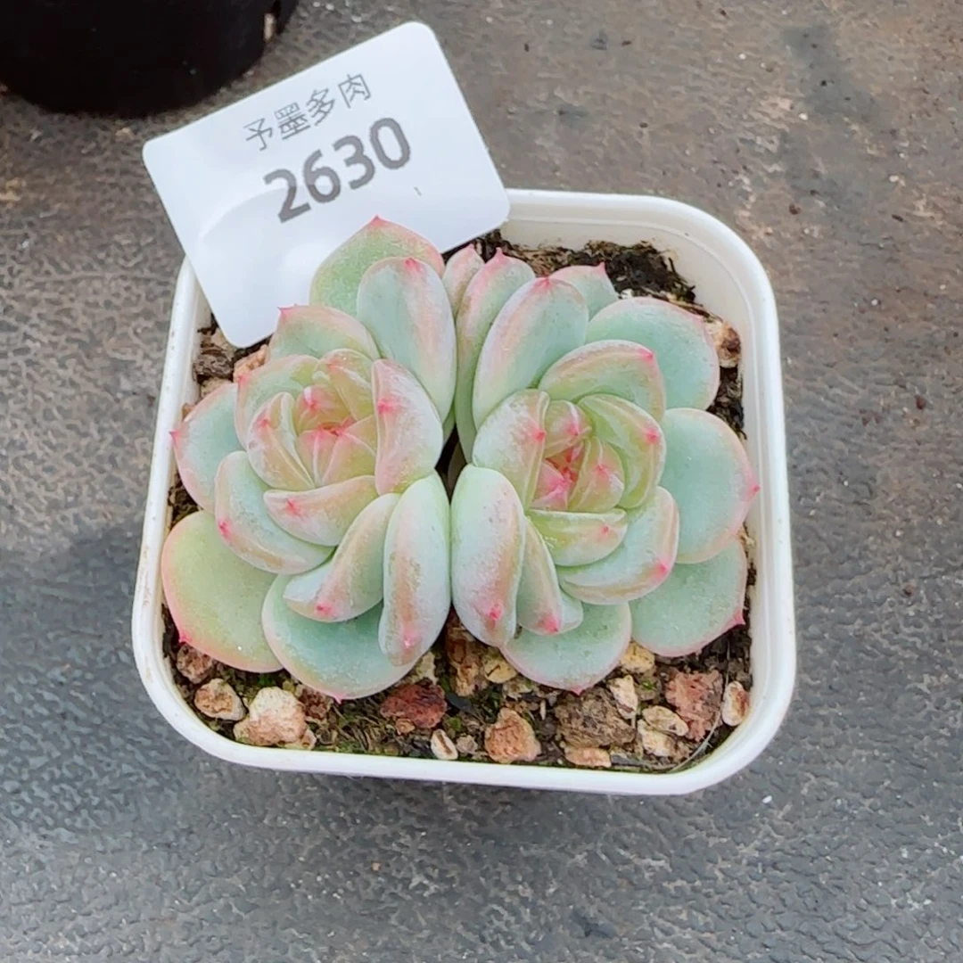甜心，2630多肉植物
