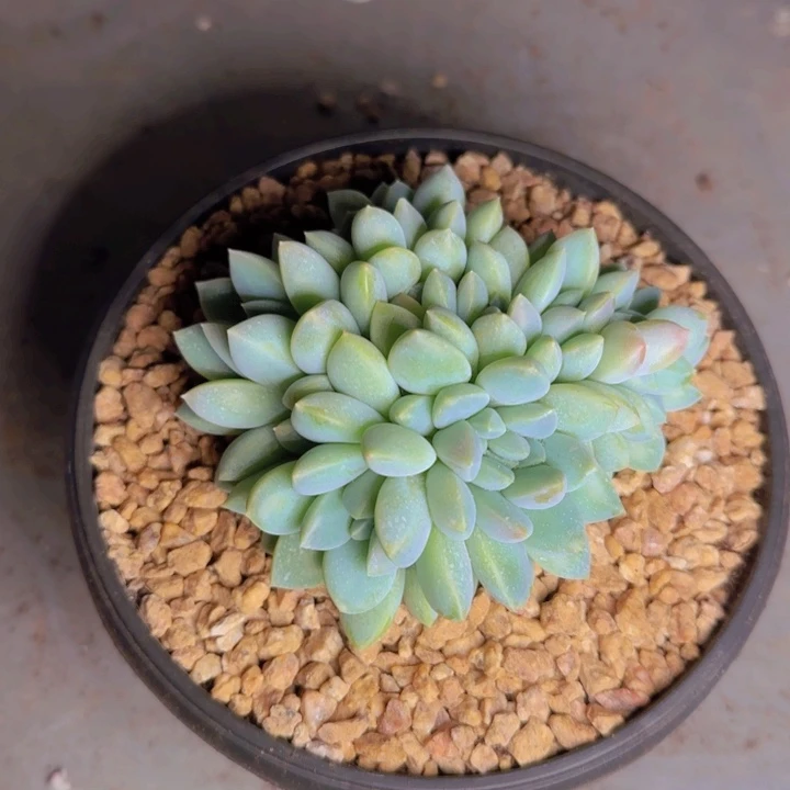 琴瑟寄养11111111111