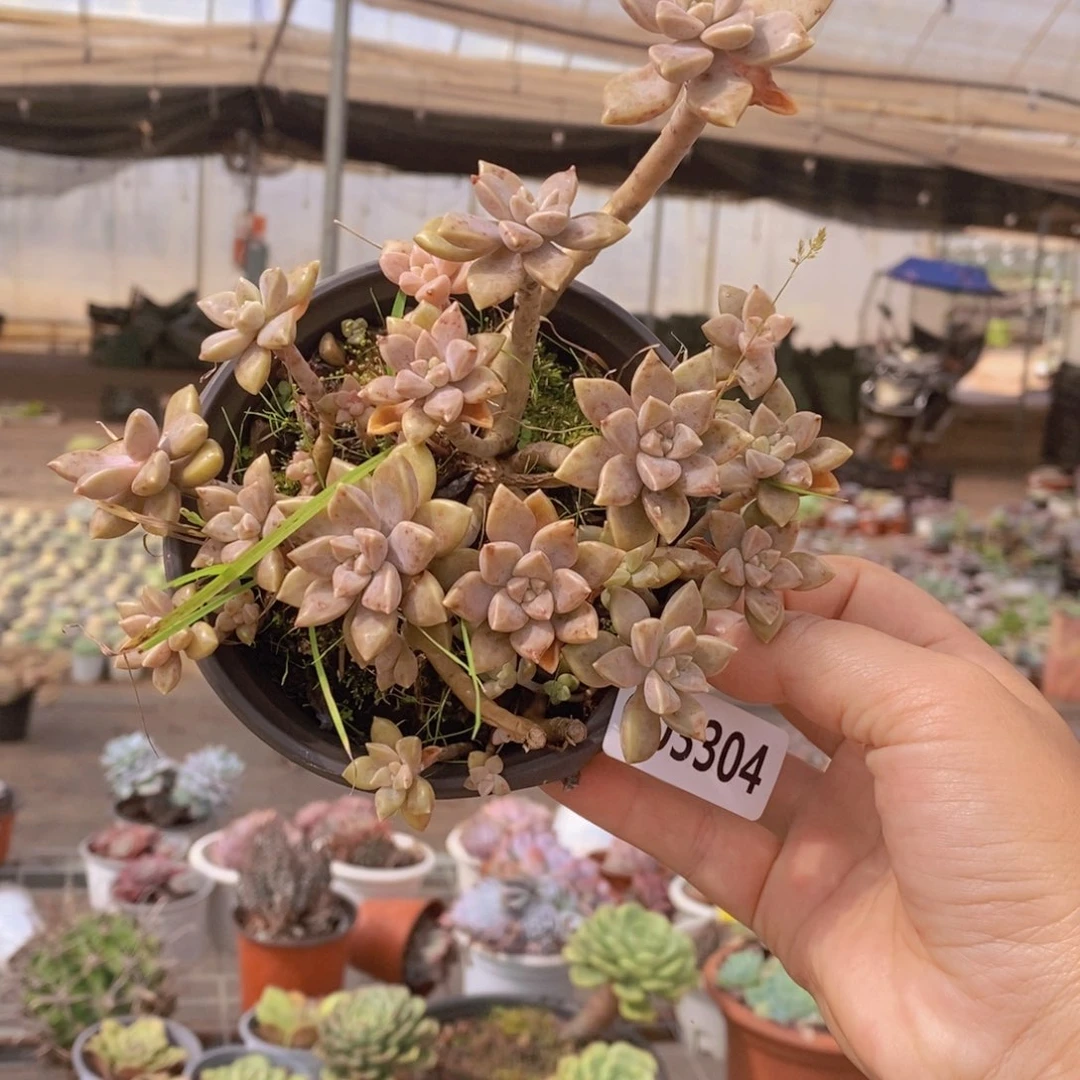 3304阿伦培一物一拍