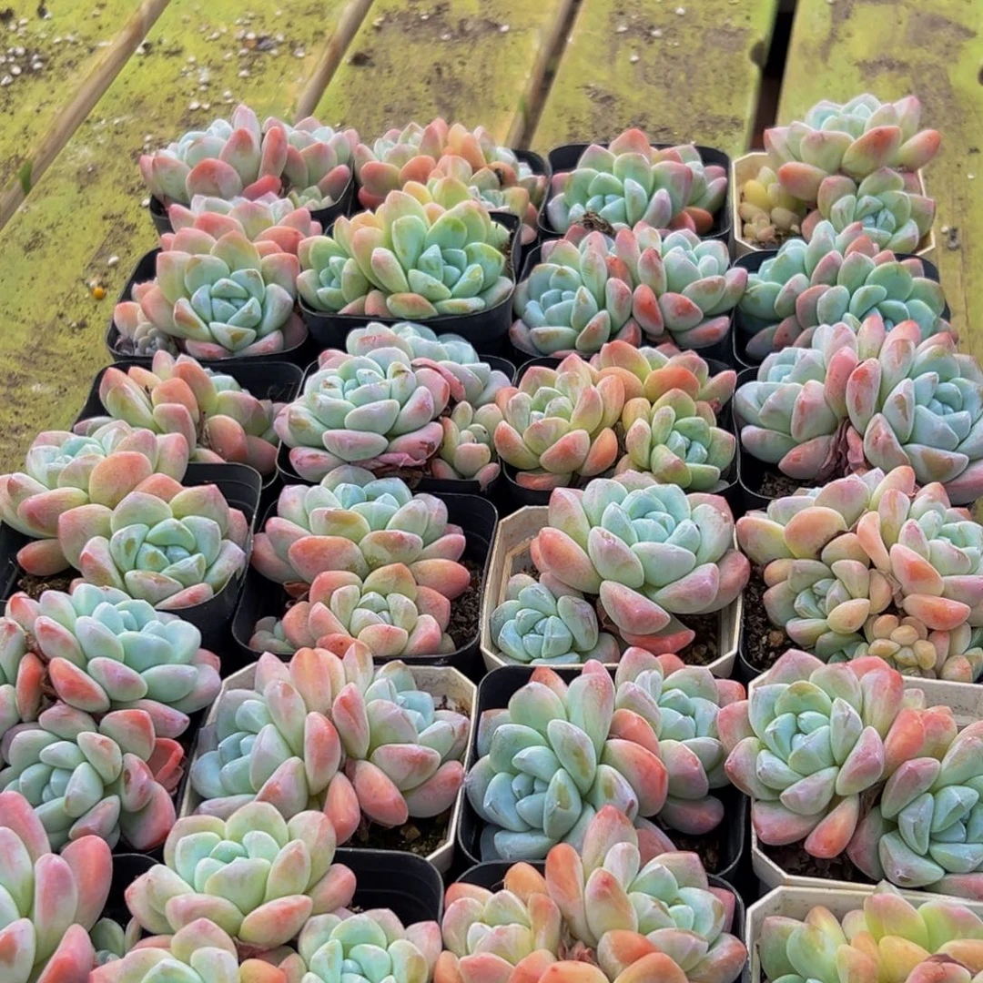 325点半到家的我还在想要