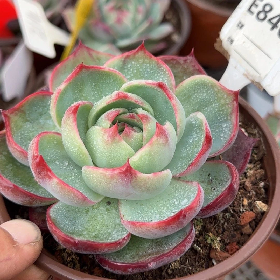 玫瑰惊鸿一物一拍包装收缩花旱840