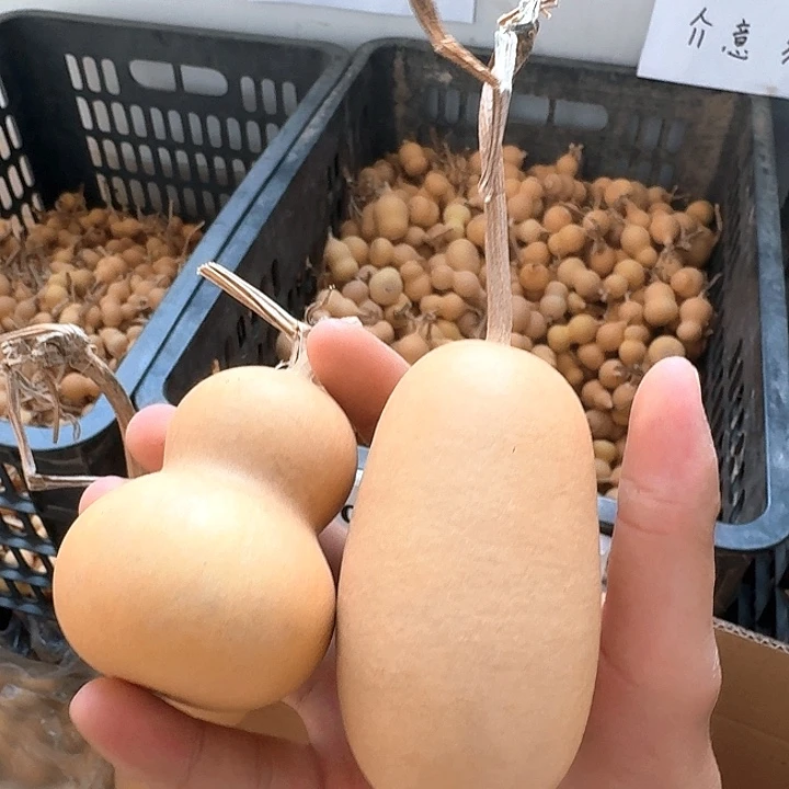 藏****葫芦冬瓜美国专属链接