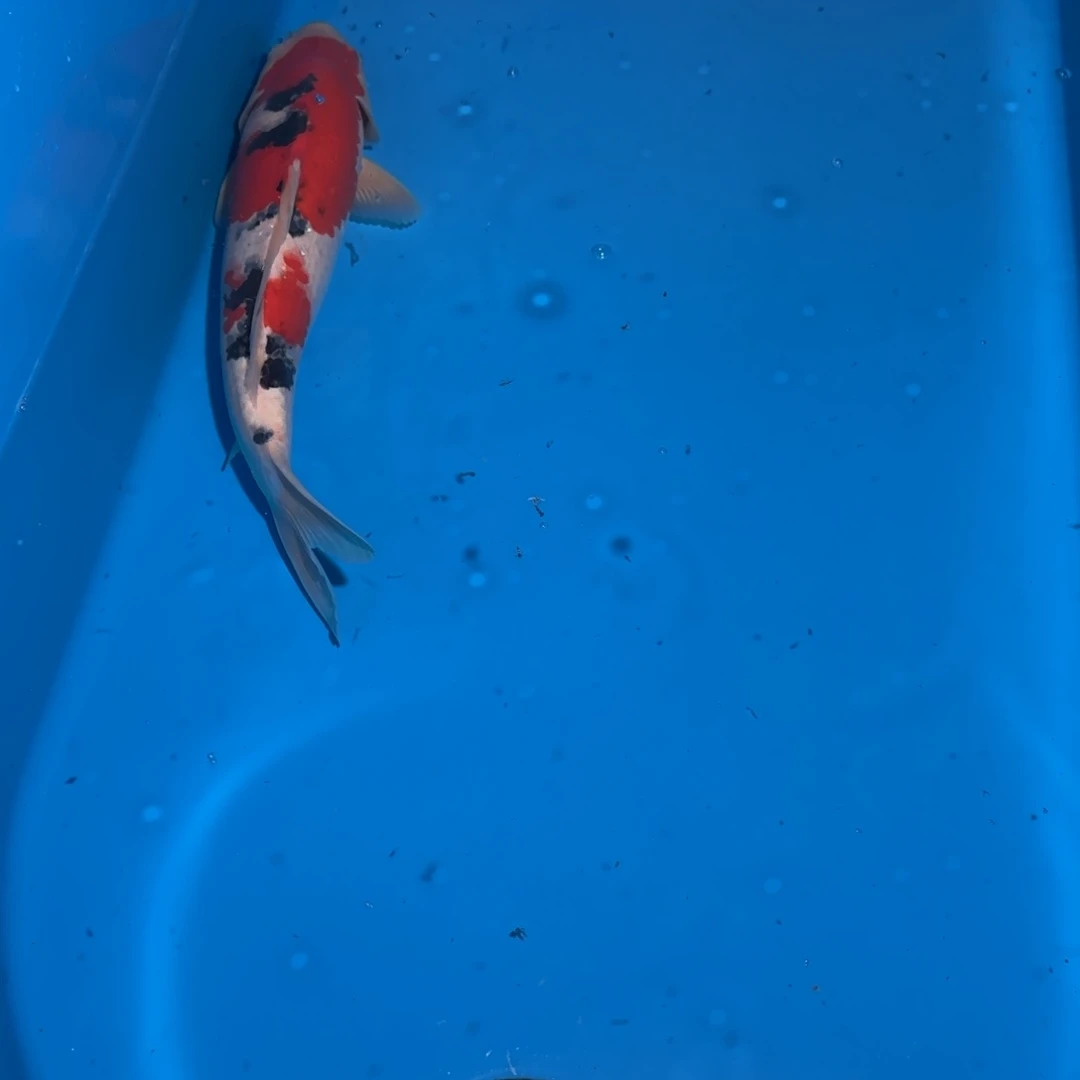 鲤科类公母搭配10-60不支持退换