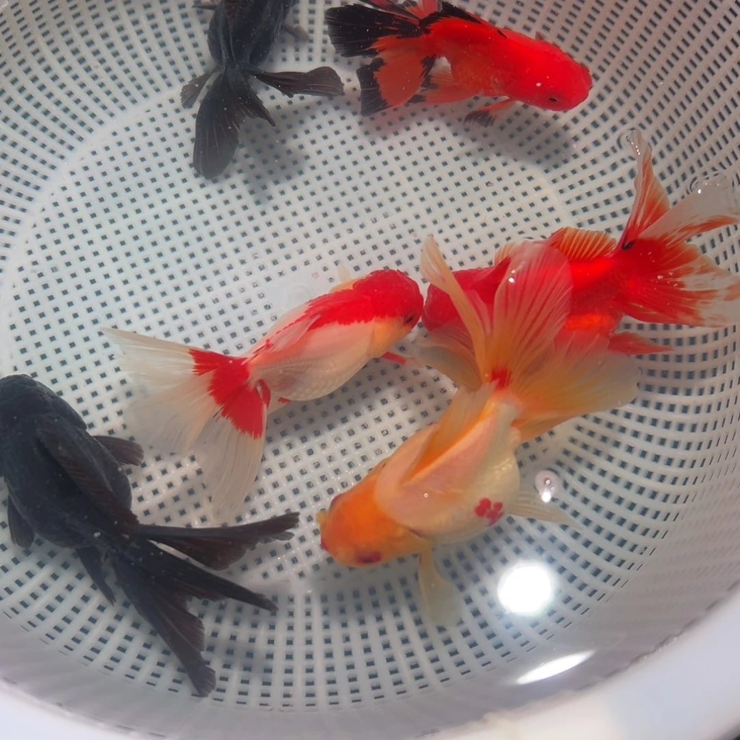 金鱼冷水观赏鱼混搭