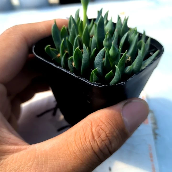 满9元包邮，黄花照波方盆裸根