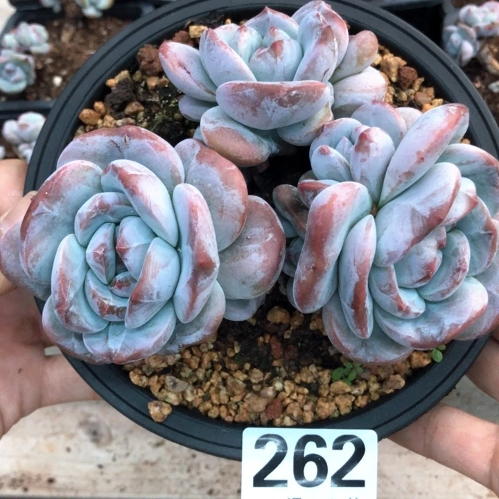 星影石榴籽福利出咯 262