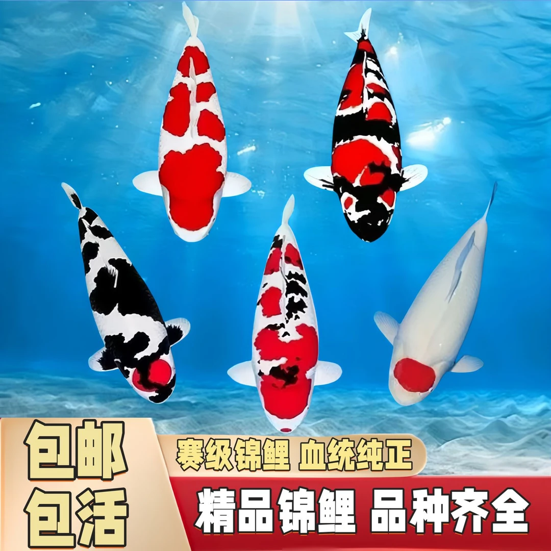 精品锦鲤渔场自产自销，15到55公分