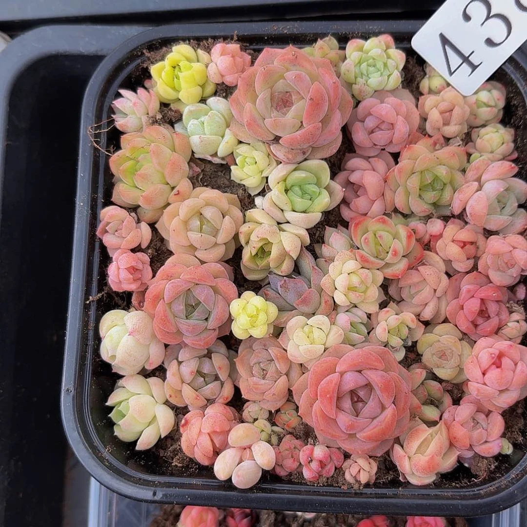 多肉植物多肉植物438