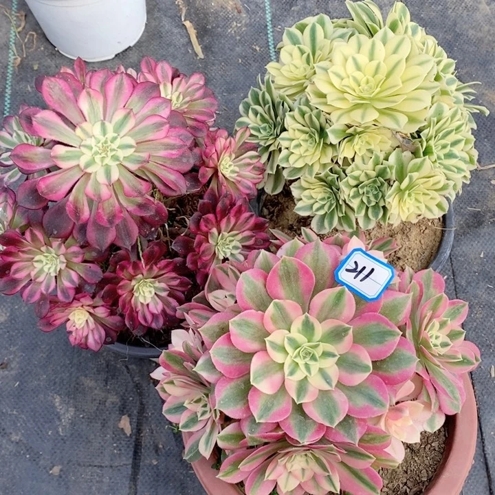 211红铜白，粉女巫，迈巴赫多肉