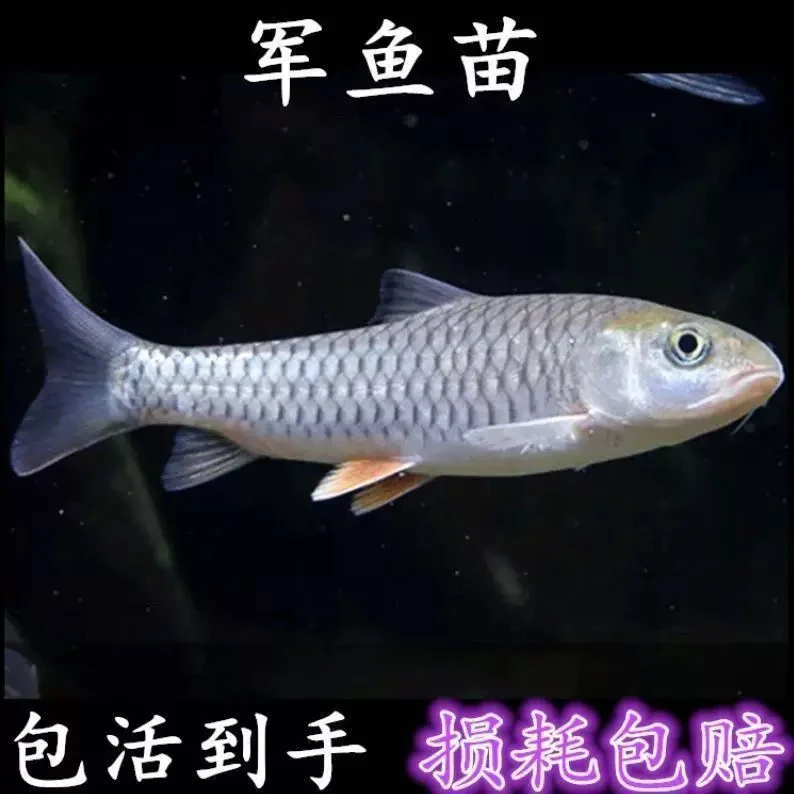 精品正宗军鱼观赏鱼鱼苗原生鱼光倒刺鲃青竹鲩石坚鱼活体饲养发货