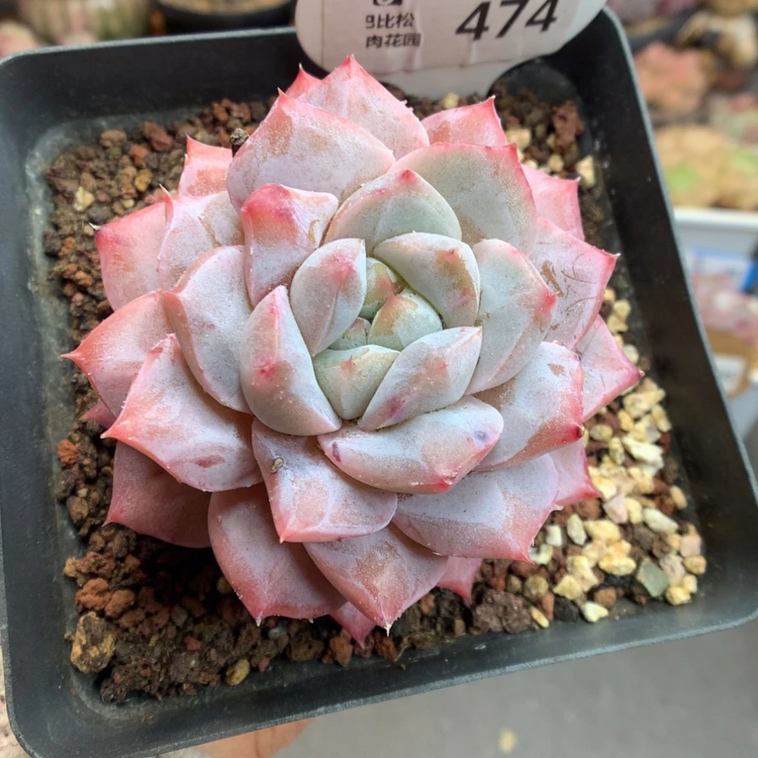 474粉钻母本多肉植物