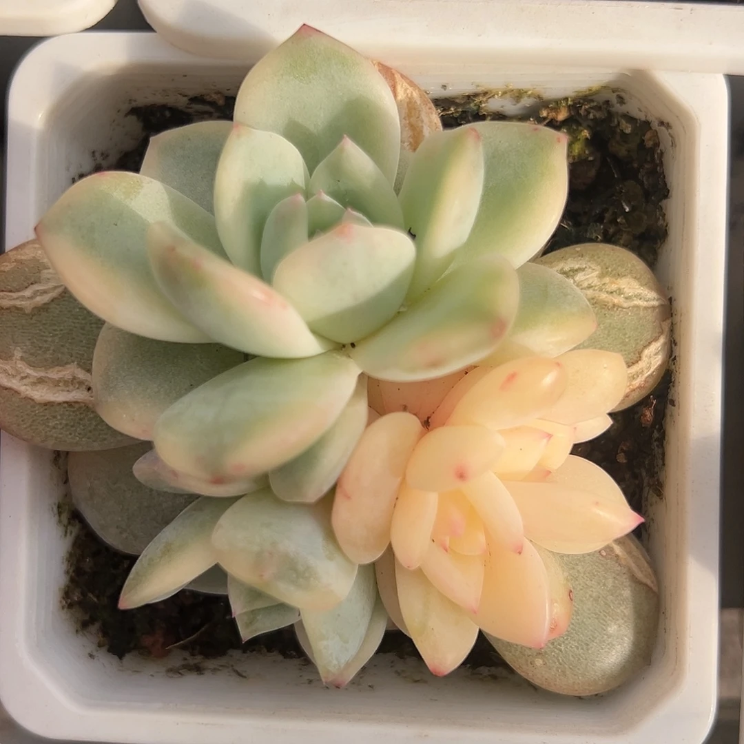 满38包邮橙梦露锦群的