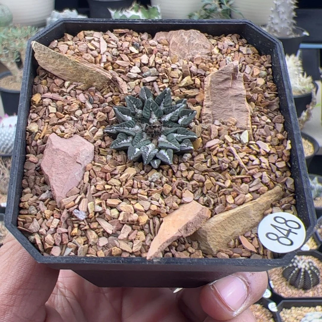 姬牡丹一物一拍848