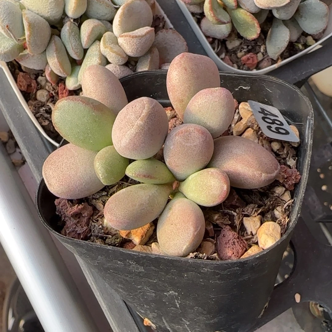 仙桃水泡多肉植物