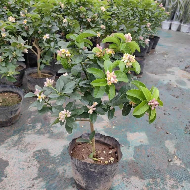 香水柠檬树苗可盆栽四季开花好养