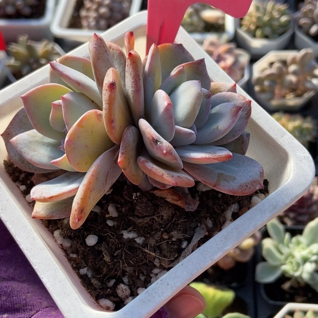 18奶茶多肉植物多肉