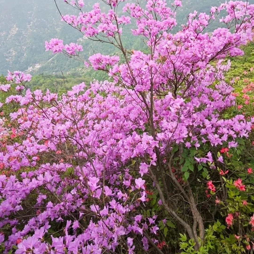 映山红，紫色  先花后叶耐寒多杆丛林适合阳台庭院盆栽地栽