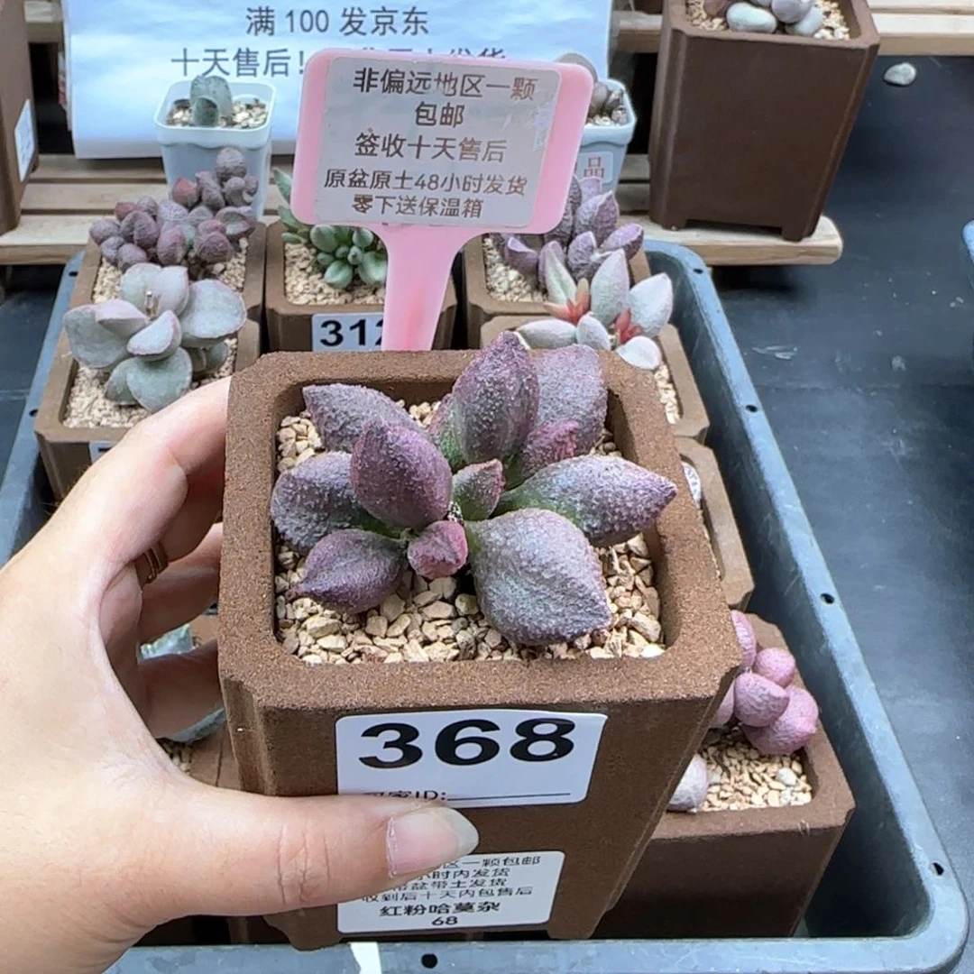 368红粉哈莫杂多肉植物