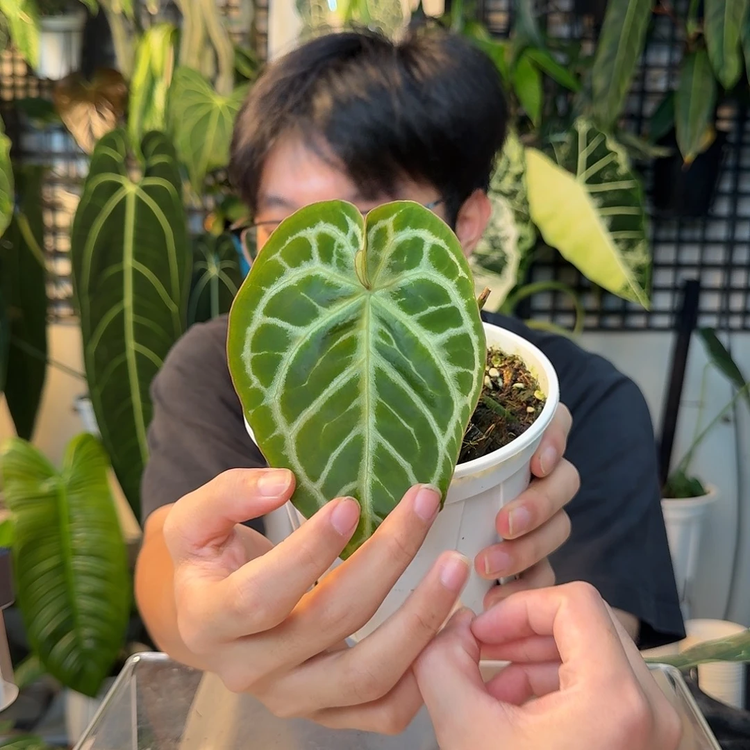 完全开放A199极致撕裂纹杂