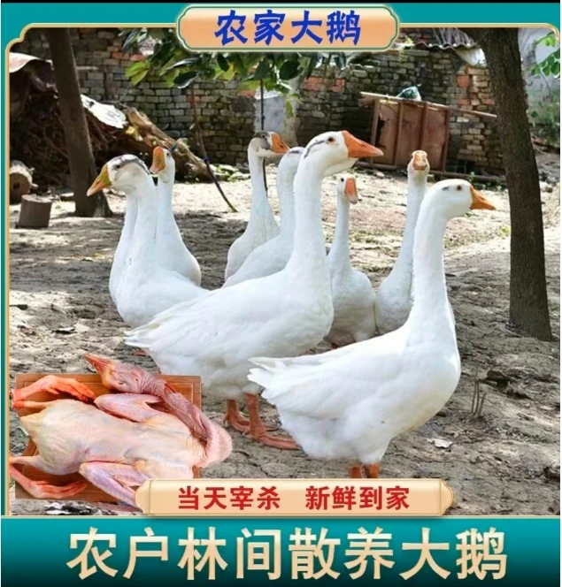 买散养大鹅送一只散养大公鸡+两包铁锅炖料包（顺丰冷链）