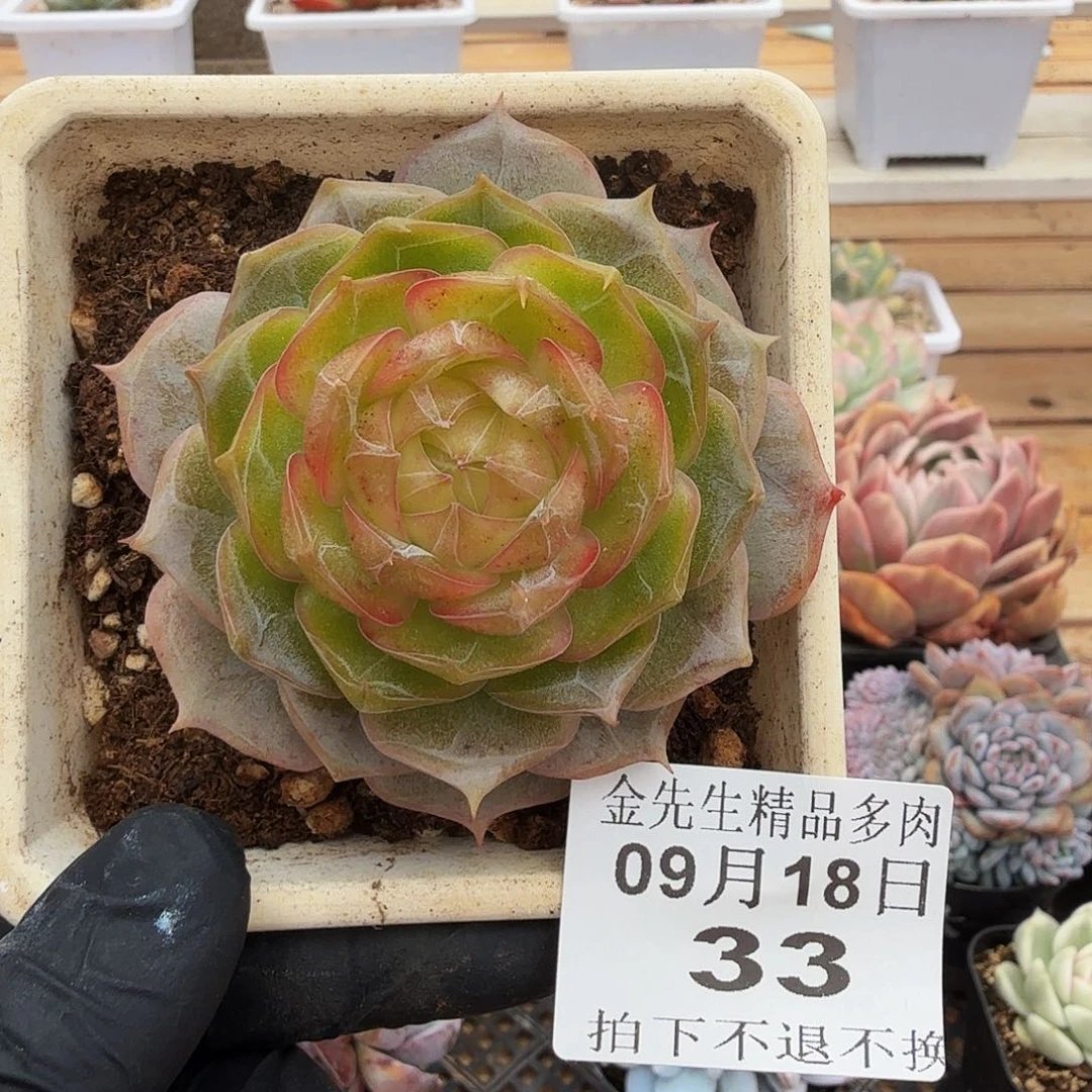 0918-33琉璃盏单头
