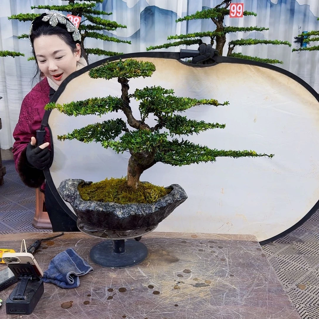 无花朵罗汉松8888888