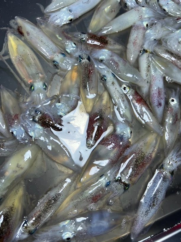 照灯鱿鱼 尼仔 顺丰冷链