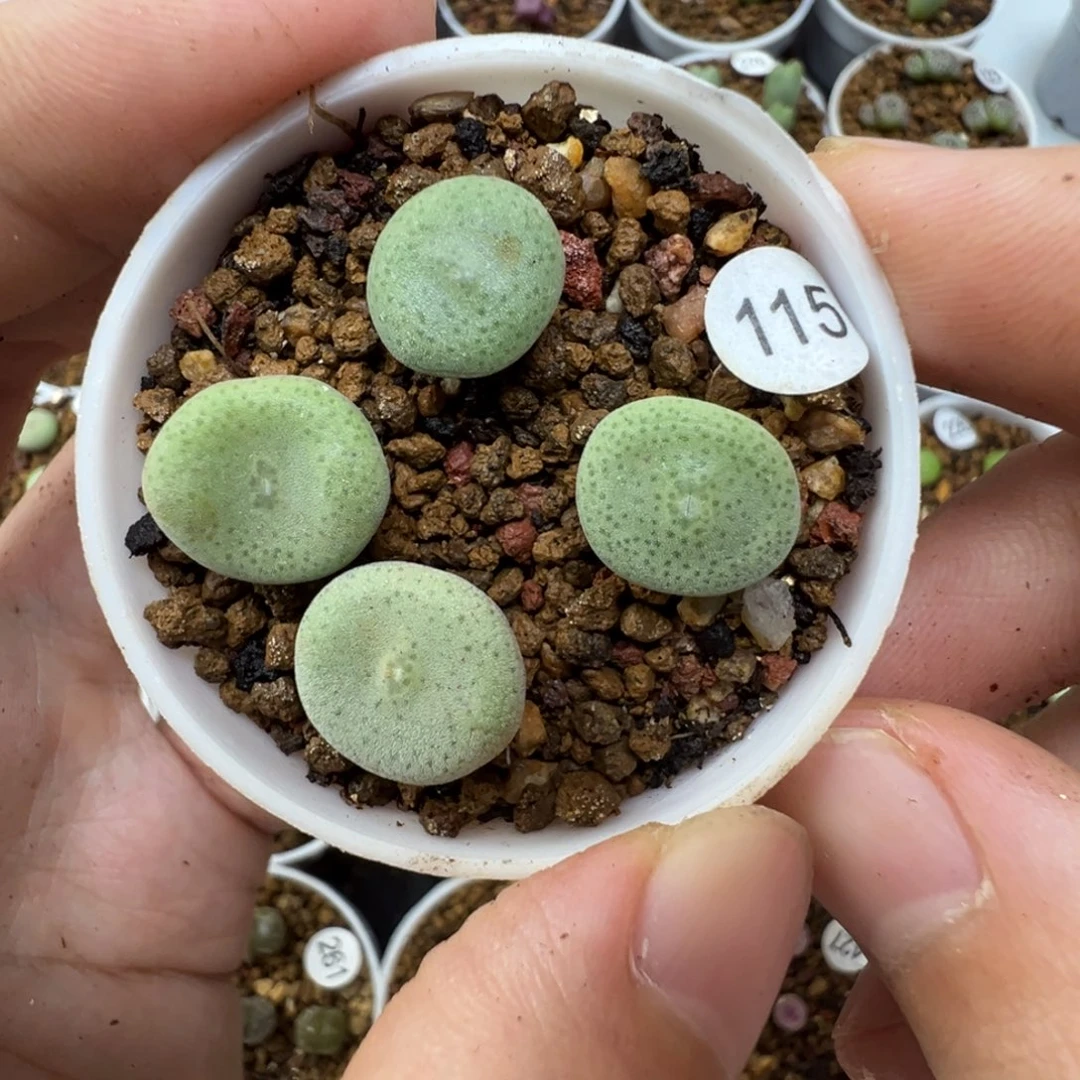 毛饼一颗脱土115000