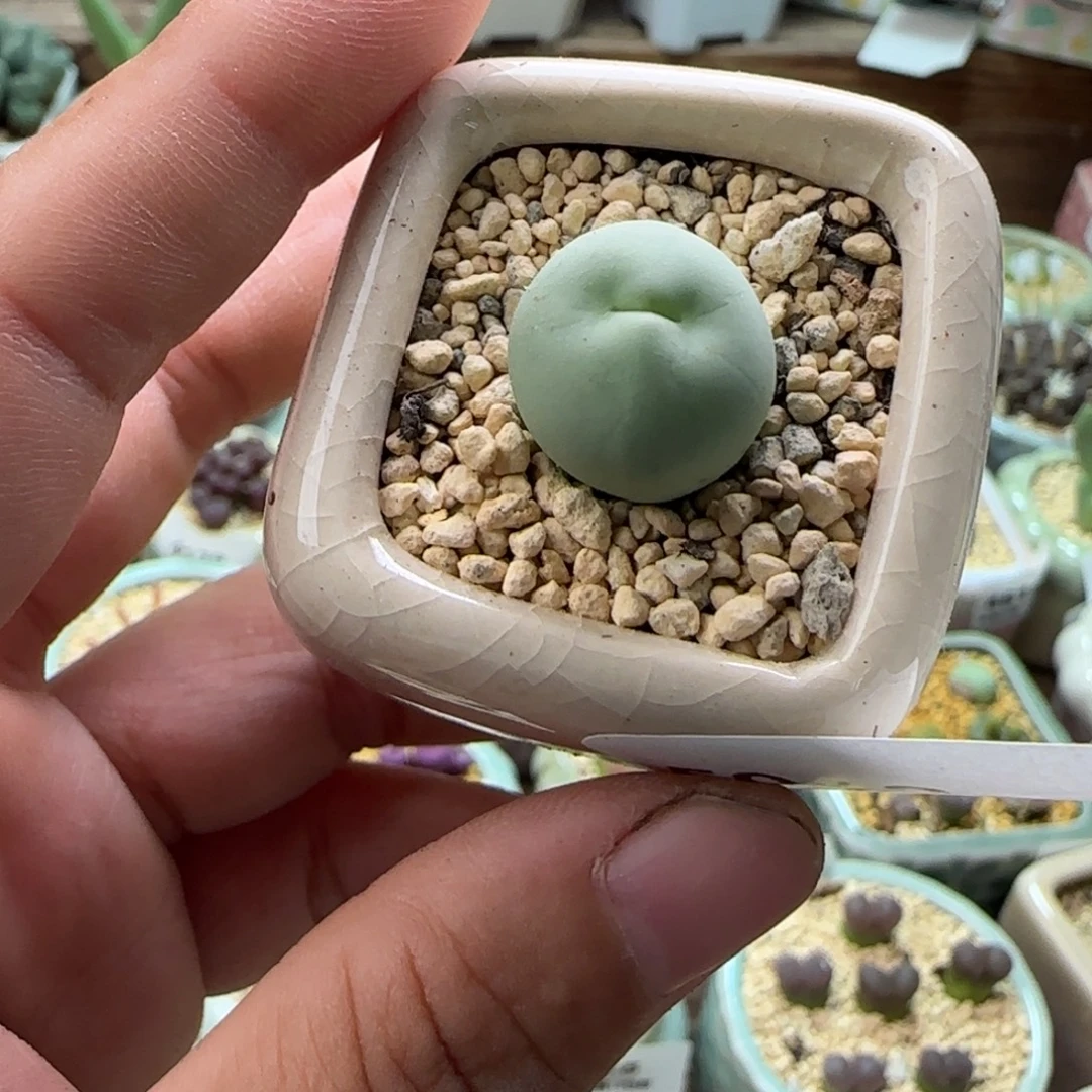 5012--一物一拍 带盆