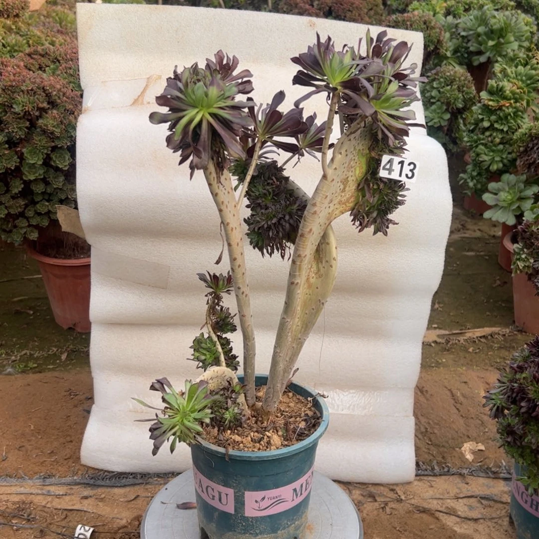 有伤黑缀413高度40厘米