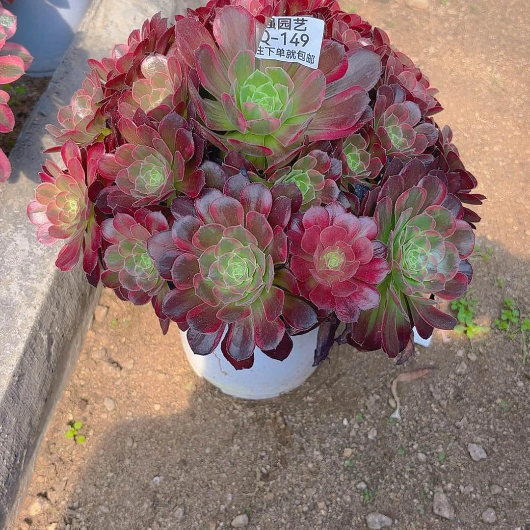 安娜多肉植物三号149