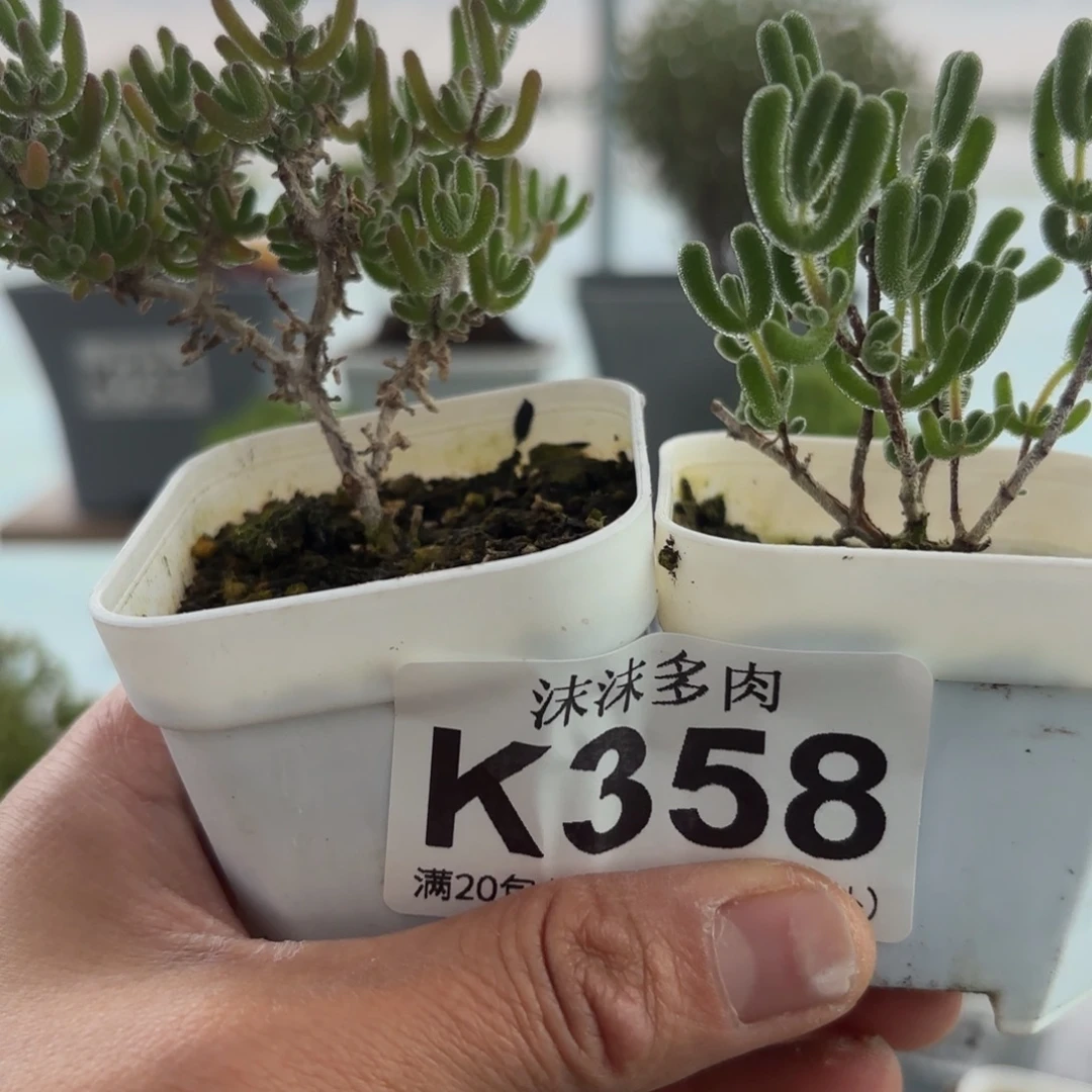 358冰川和小星星组合