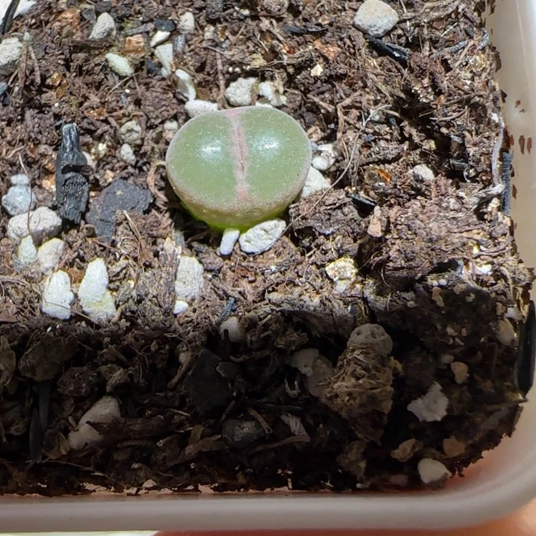 肉锥多肉植物百科-安格1762
