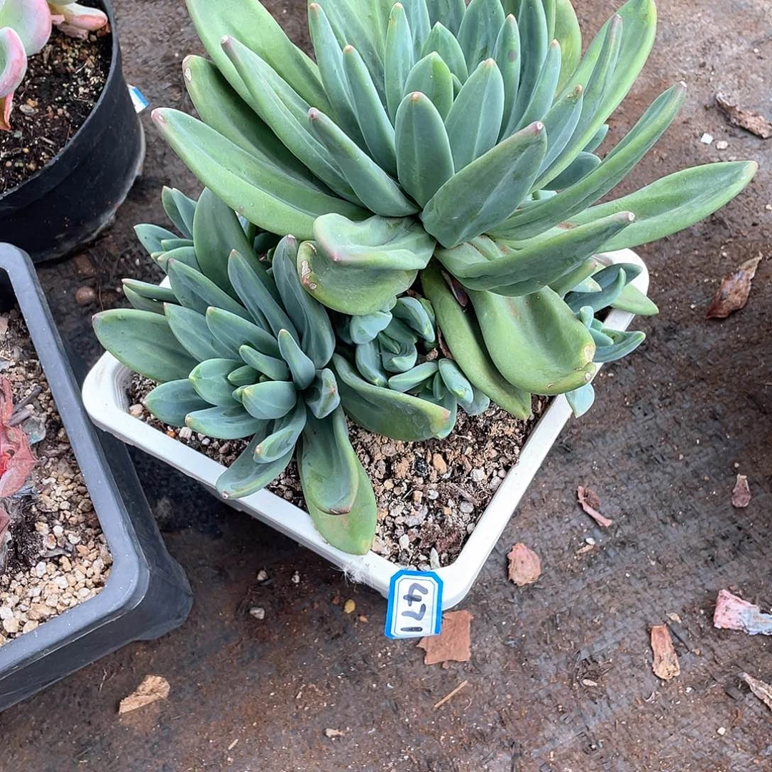 471海洋 一物一拍多肉
