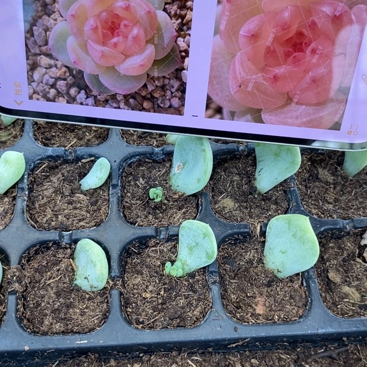 圆圆拍1芽苗一个多肉