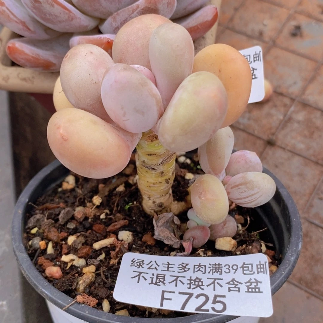 蛋黄奶5cm725多肉植物