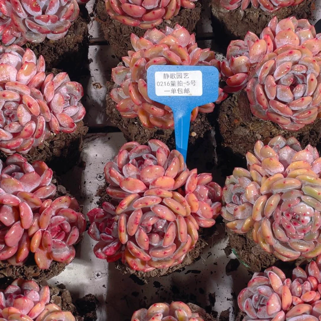 0216-5-全状态韩版梦露四头一颗