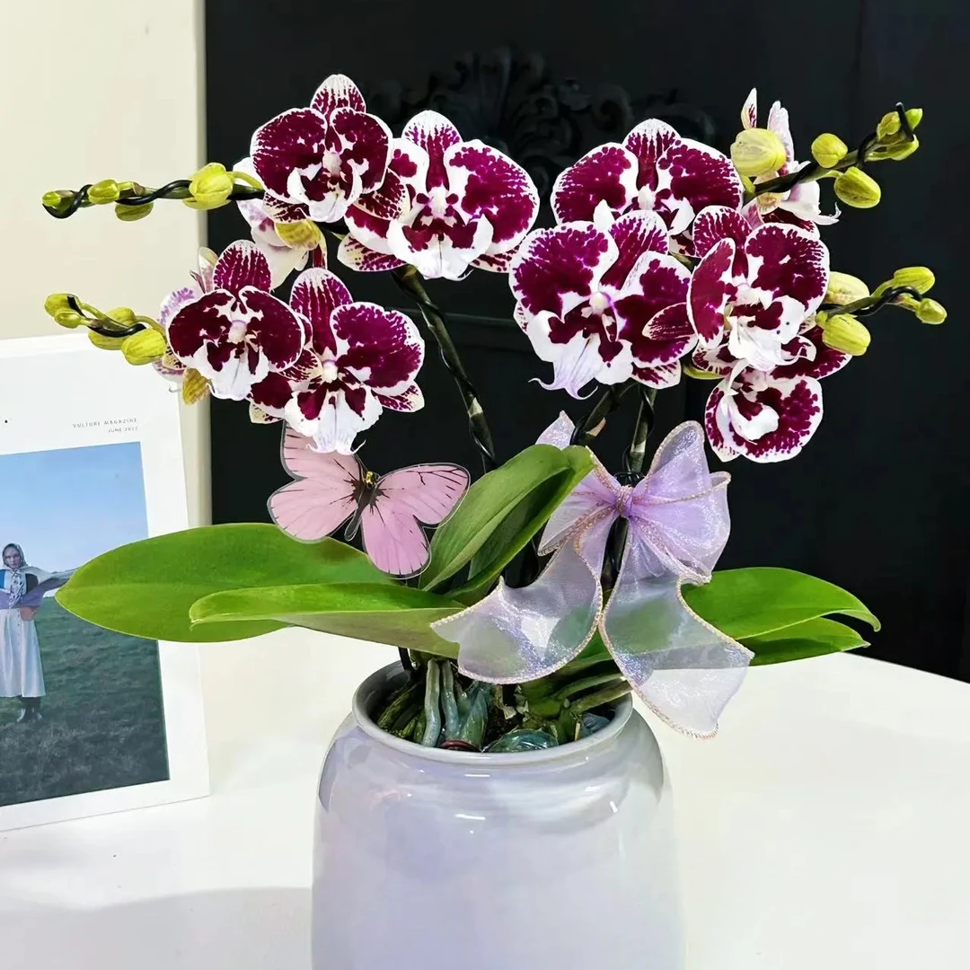 蝴蝶兰【卡布奇诺】矮株型中花黑红色系花3.0寸出梗