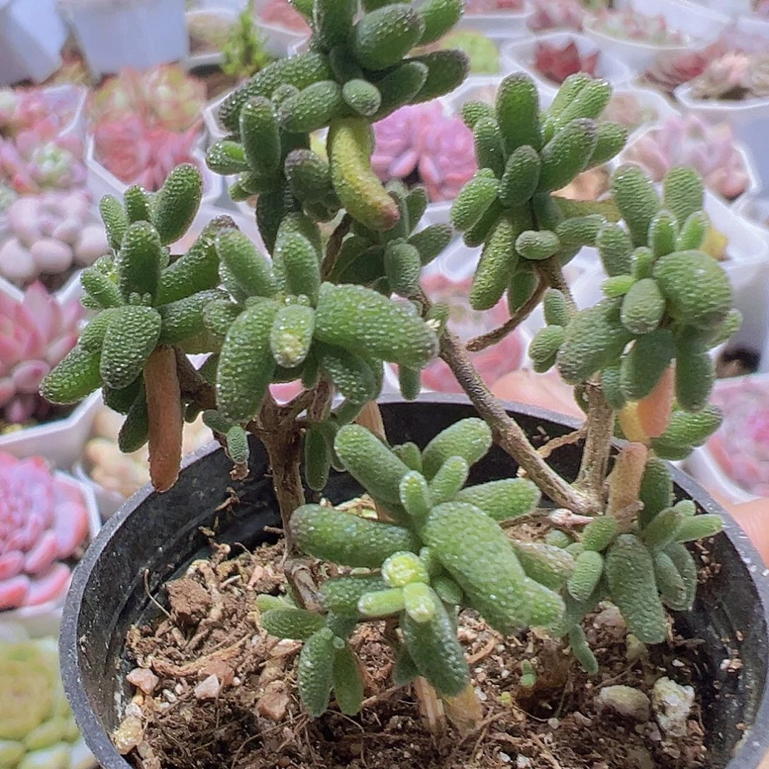 糖球枝干19包邮也哦肉植物
