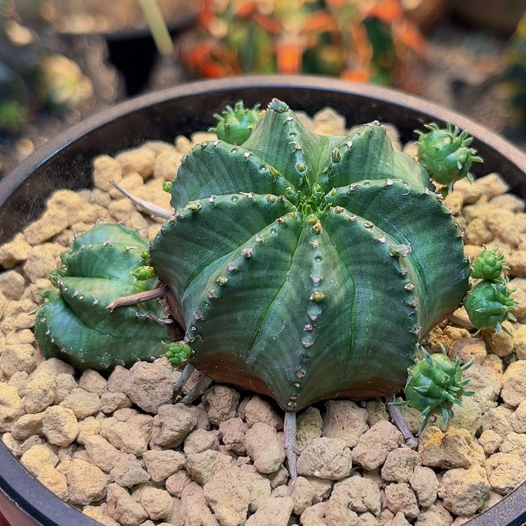 法丽达Zzzzzzzzzzzzzzzz