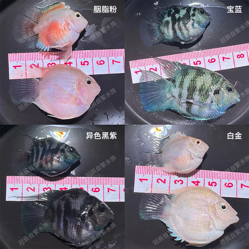 01圆体 球体迷你鹦鹉鱼繁殖种鱼