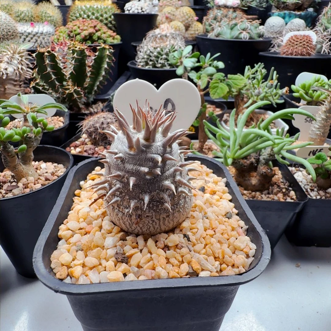 金*五48惠比大黑带盆发货