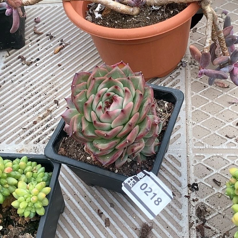 【闪购商品】蓝龙杂0218
