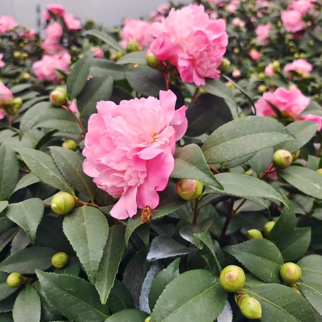 香妃 茶花粉色香味山茶花盆栽树苗植物烈香千里香花苞四季常绿花