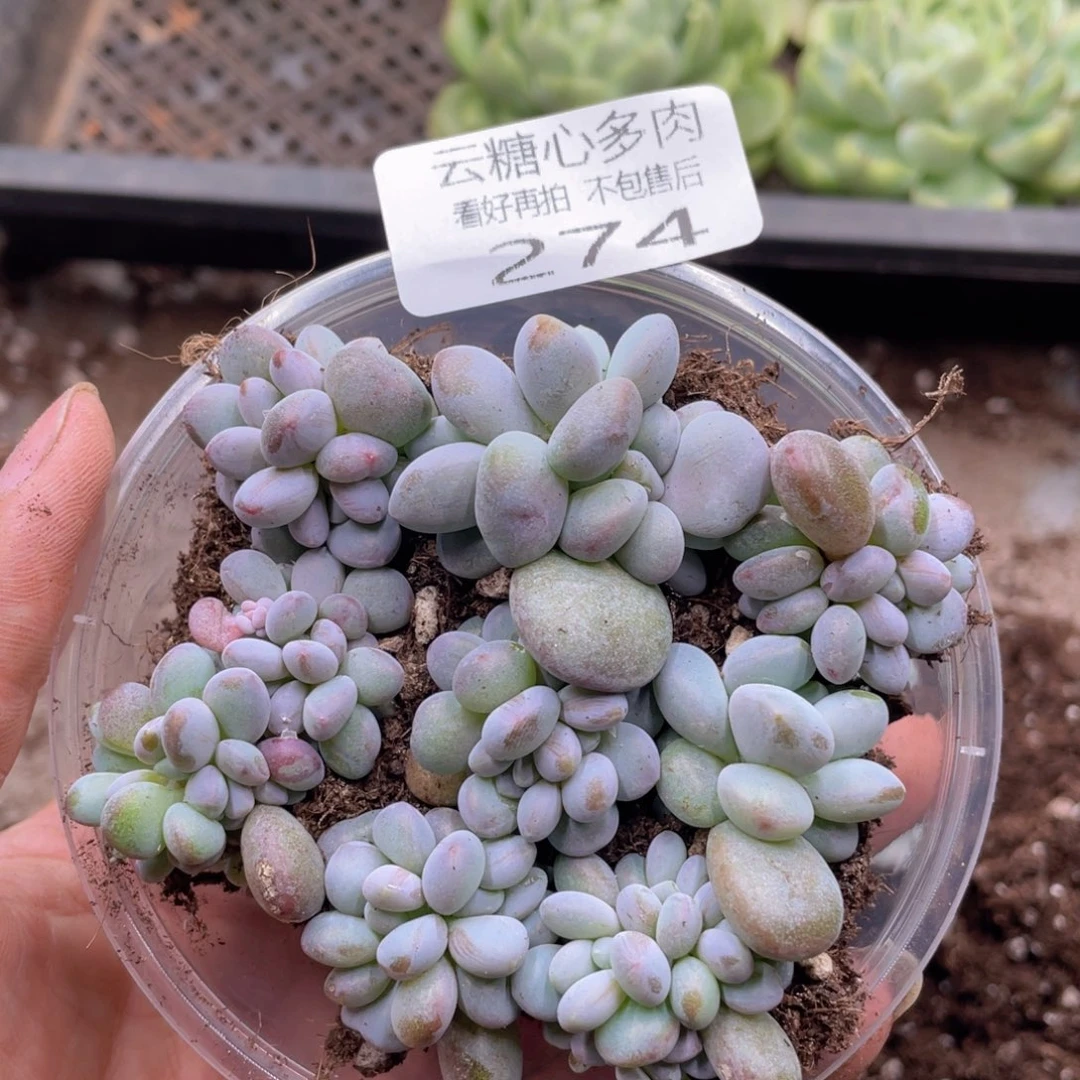 云糖心多肉植物274