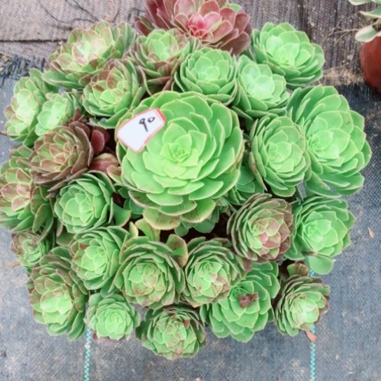 z***v无花朵花月夜法师多肉植物90号